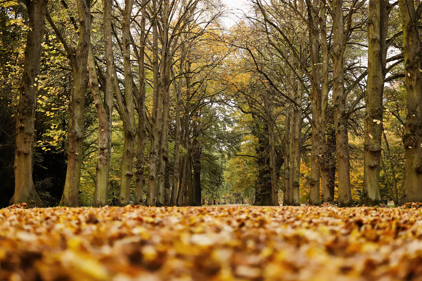 An avenue of tall trees in autumn colour above a thick carpet of fallen golden leaves