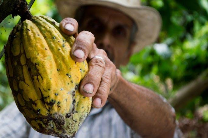 Cacao