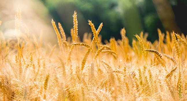 La differenza tra grano tenero e grano duro