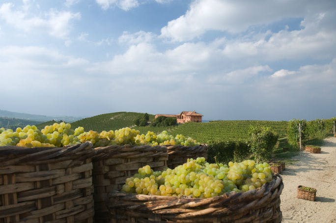 vendemmia