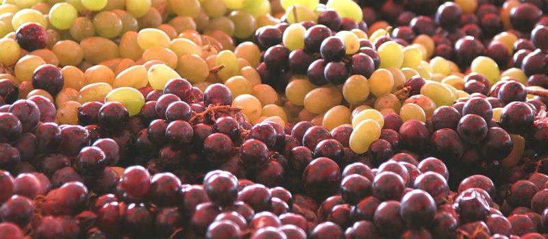 Colori vino uva