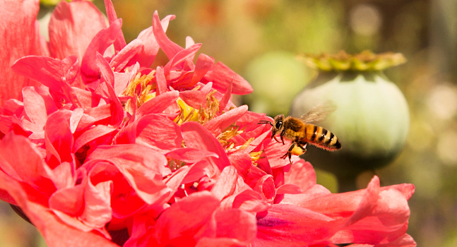 Bee the Future - Le api