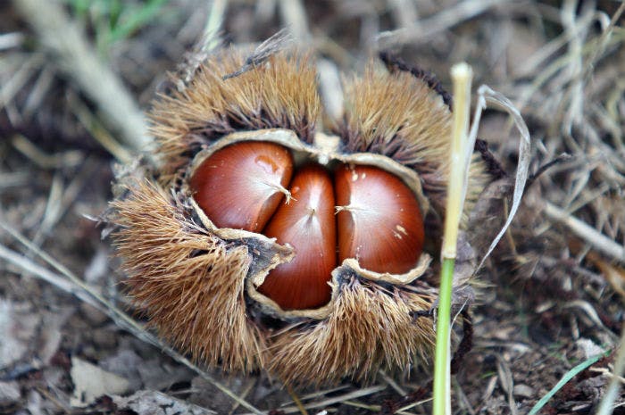 come raccogliere castagne