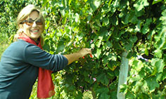 Fulvia Tombolini e il Verdicchio dei Castelli di Jesi DOC Classico