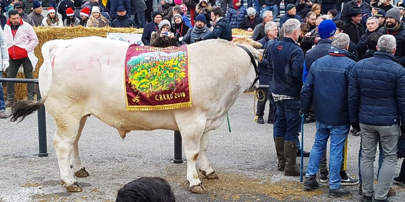 Bue grasso di Carrù