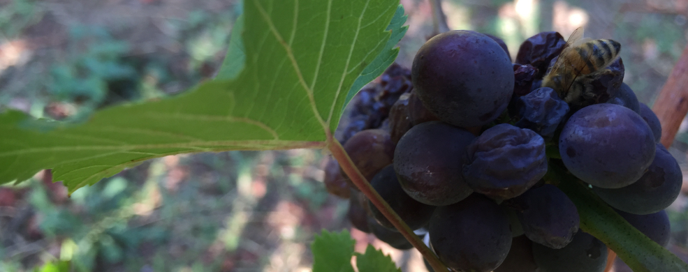 La cultura del prodotto