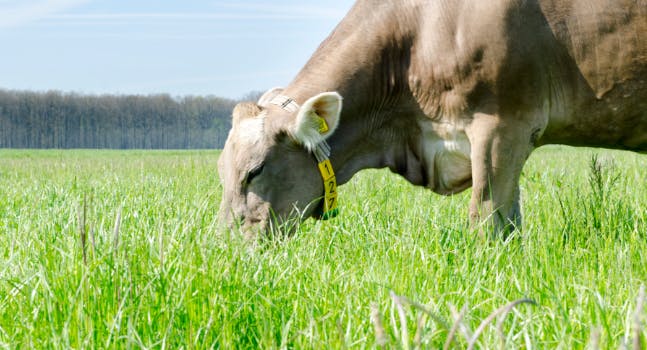 Mucca al pascolo - Parmigiano Reggiano