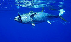 Le dimensioni minime e massime dei pesci