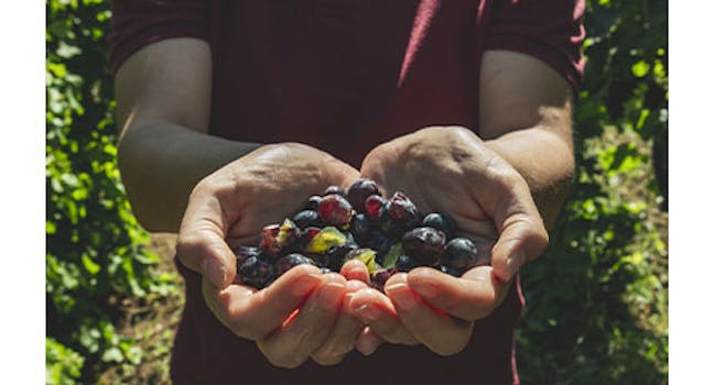 Vino e Terroir | Eataly