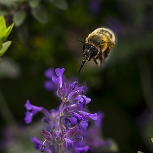Bee the future | Eataly
