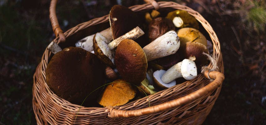 funghi porcini Eataly