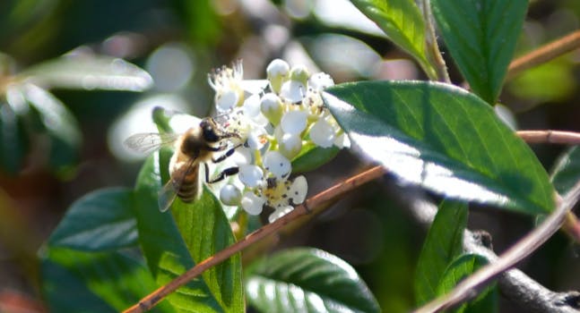 Bee the Future - Ape sul fiore