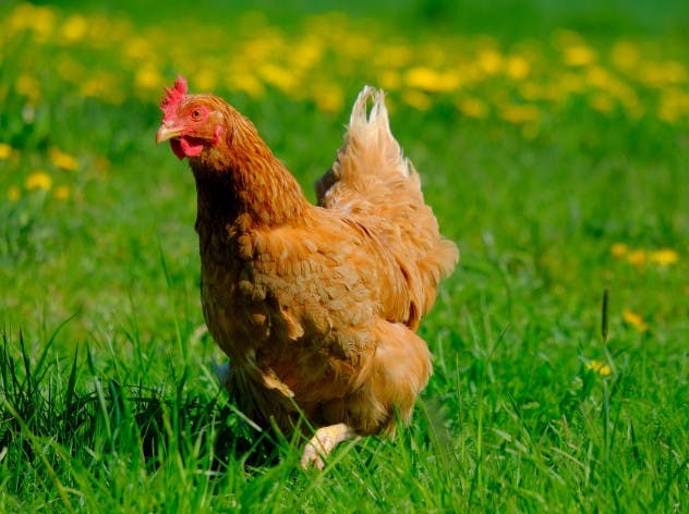 Cage free eggs - Gallina all'aperto