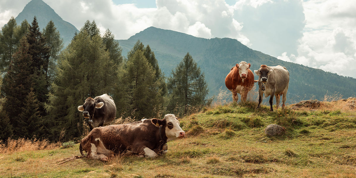 Progetto Prati stabili