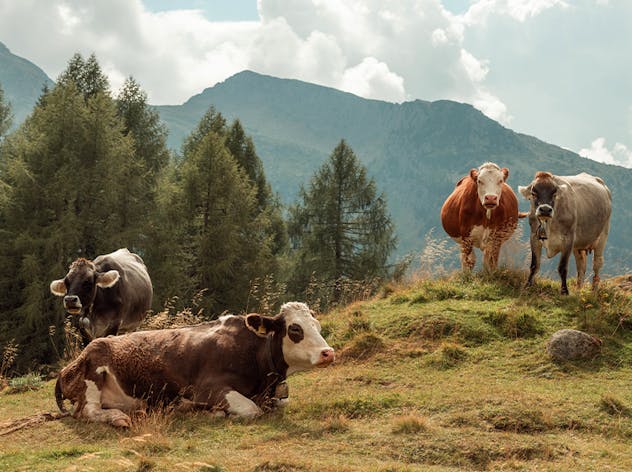 Progetto Prati stabili