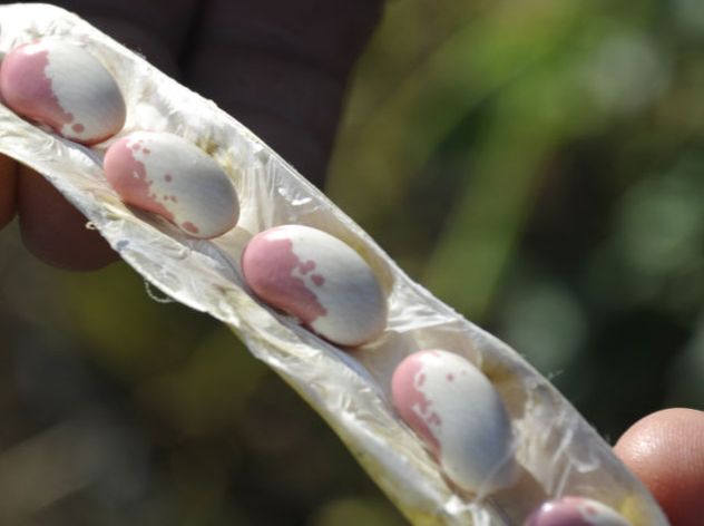 Eataly e il Rispetto - Seminiamo la biodiversità