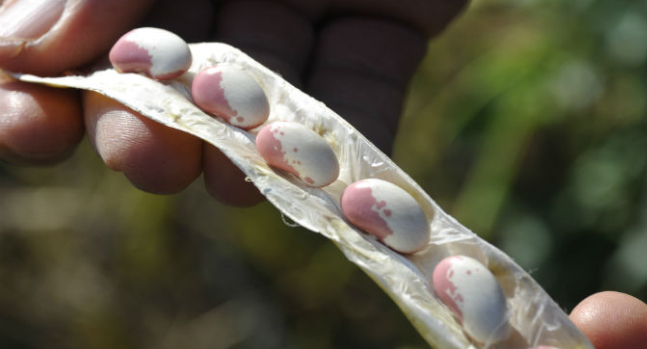 Seminiamo la biodiversità: fagioli