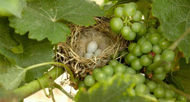 Fulvia Tombolini e il Verdicchio dei Castelli di Jesi DOC Classico