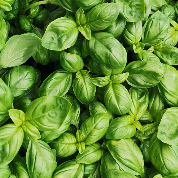 Il pesto | Eataly