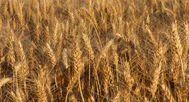 La differenza tra grano tenero e grano duro