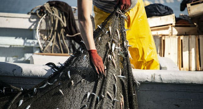 Tecniche di pesca sostenibili: quali sono?