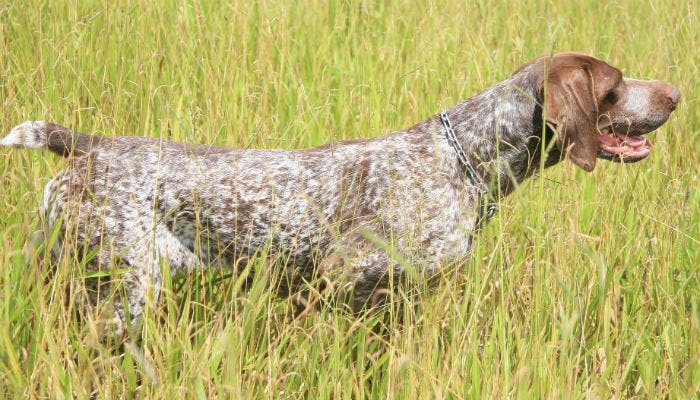 Cane da tartufo: caratteristiche e addestramento - Gran Monferrato