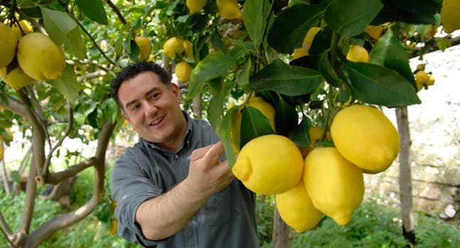 limoni-costiera