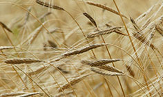 I benefici delle fibre alimentari solubili e delle fibre insolubili