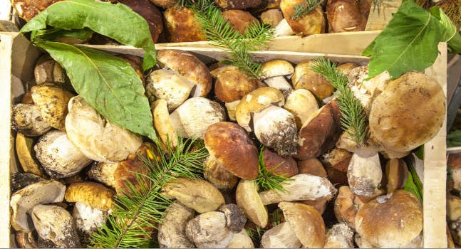 Dove trovare e come raccogliere i funghi
