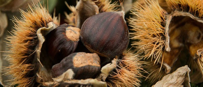 Come sbucciare e cucinare le castagne