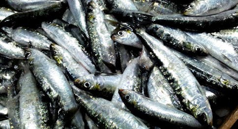 Tutte le risposte ai dubbi sulle differenze tra i pesci | Eataly