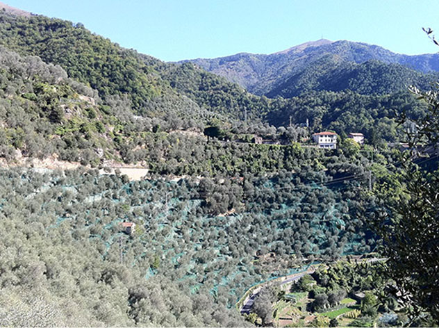 ROI: l'olio extravergine di oliva taggiasca