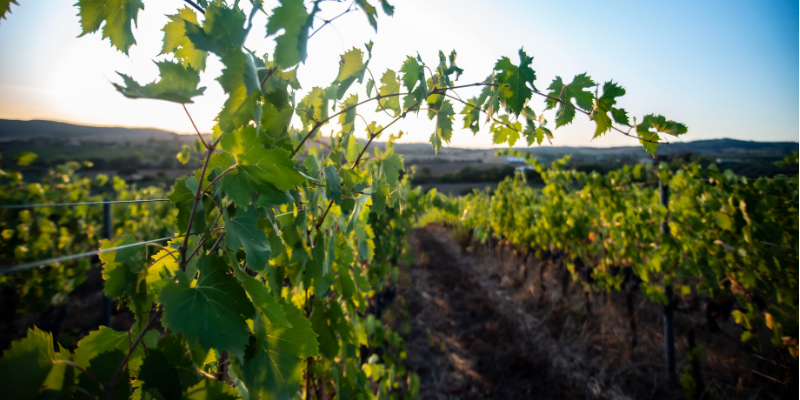 I vini biologici di Eataly Roma 