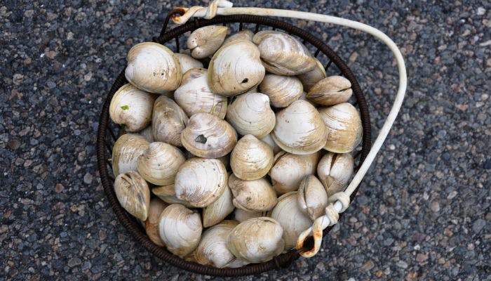 Come pulire le vongole