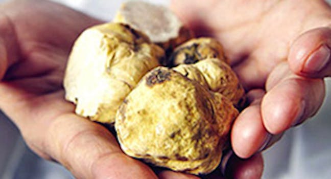 Tartufo Bianco | Eataly