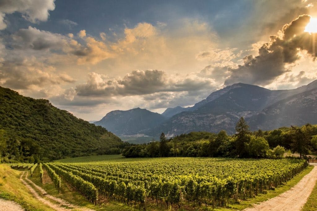 ferrari vineyards