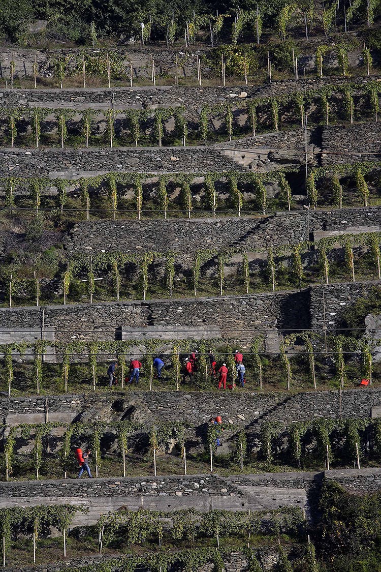 terraced landscape