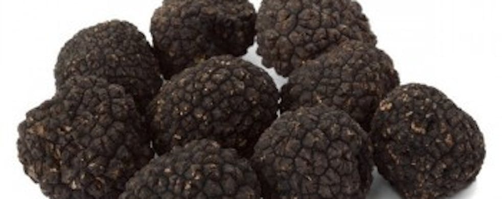Burgundi truffle