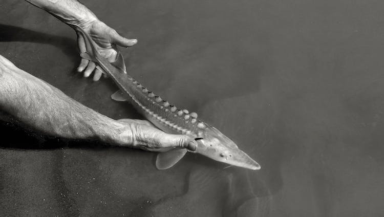 Respecting the natural environment and lifecycle of the fish