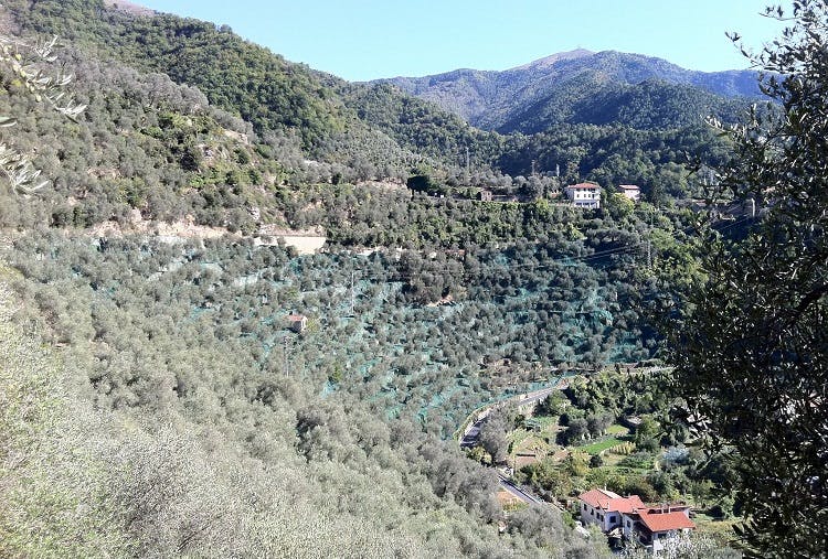 roi olive groves