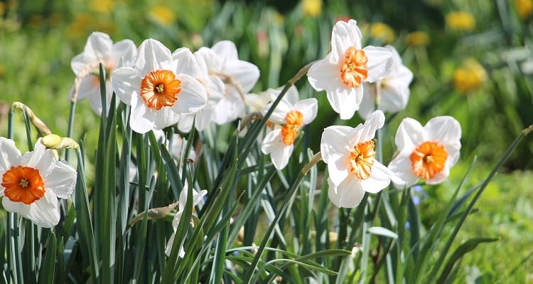Flowers Daffodils