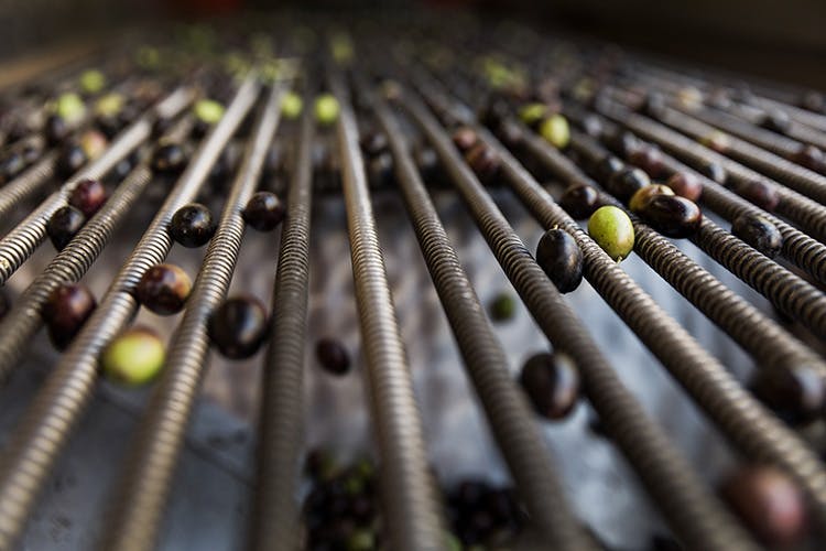 olives being prepared for production