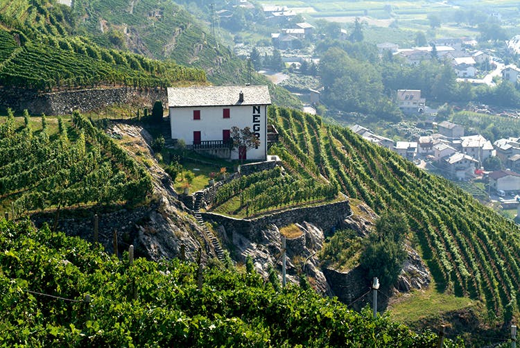 Nino Negri vineyard