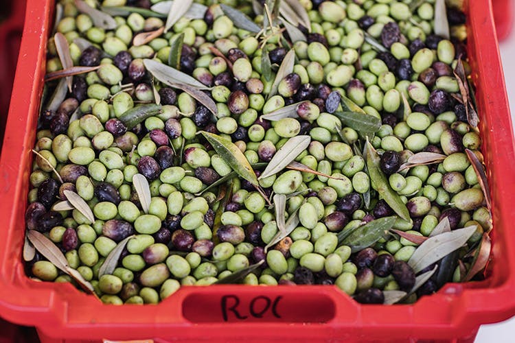 roi olives after harvesting 