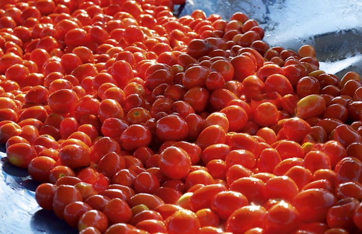 Mutti tomatoes