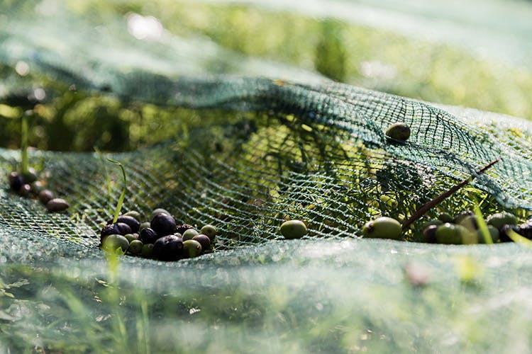 roi olive harvesting 