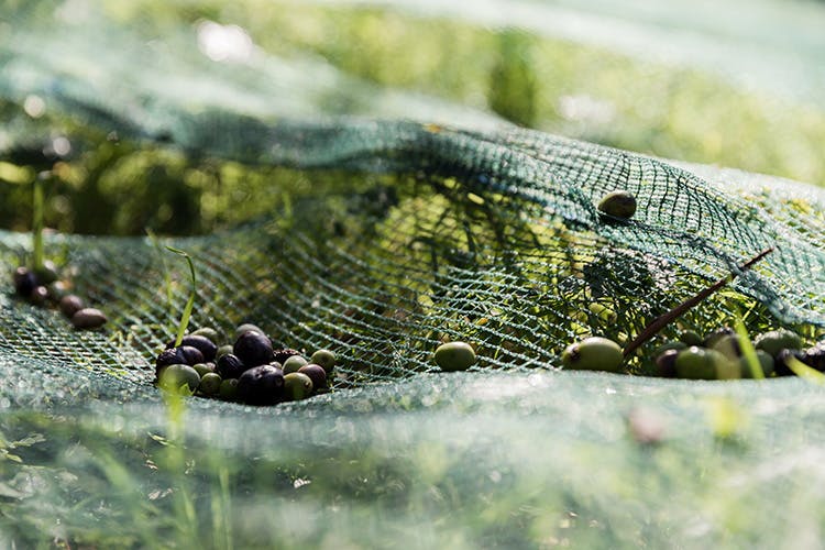 roi olive harvesting