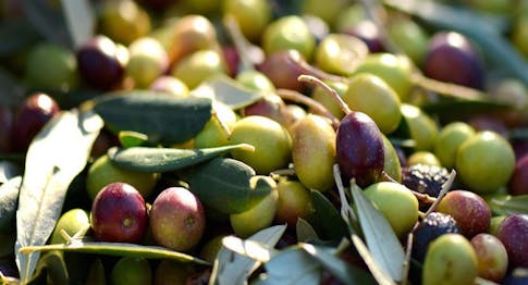roi olives 