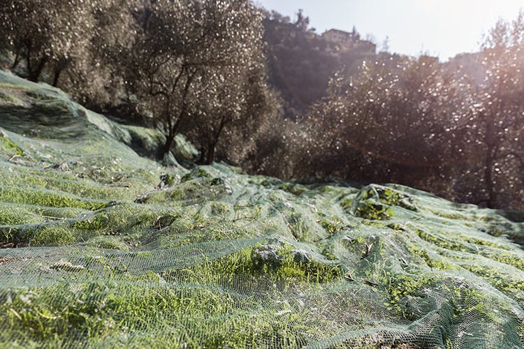 olive oil groves