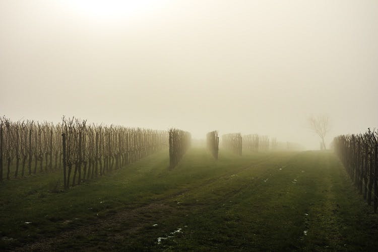 Vineyard fog in Emilia Romagna region